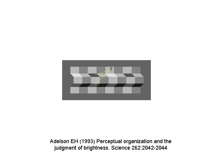 Adelson EH (1993) Perceptual organization and the judgment of brightness. Science 262: 2042 -2044