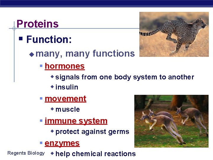 Proteins § Function: u many, many functions § hormones w signals from one body