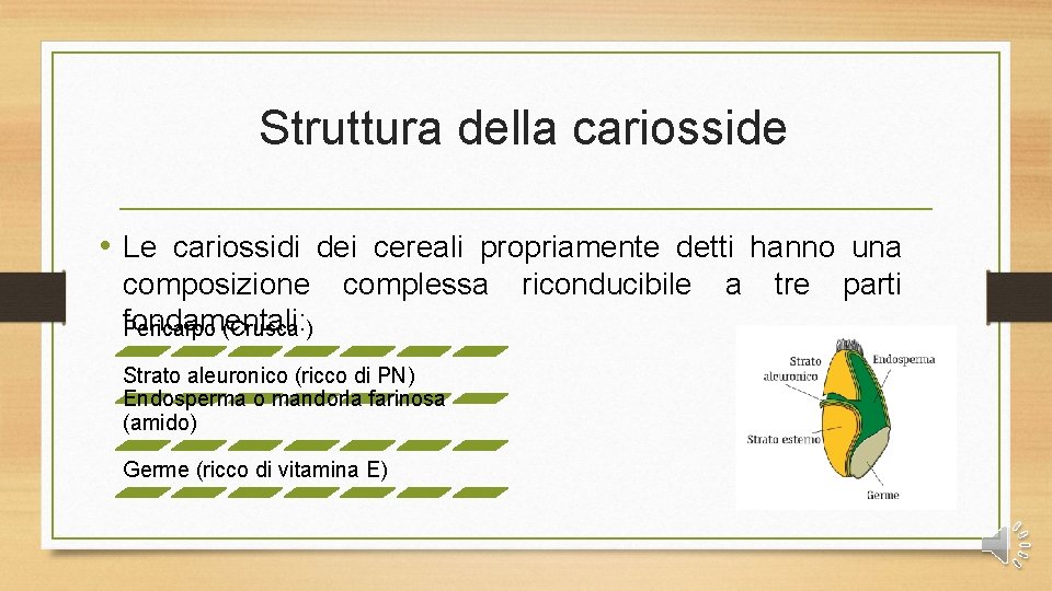 Struttura della cariosside • Le cariossidi dei cereali propriamente detti hanno una composizione complessa