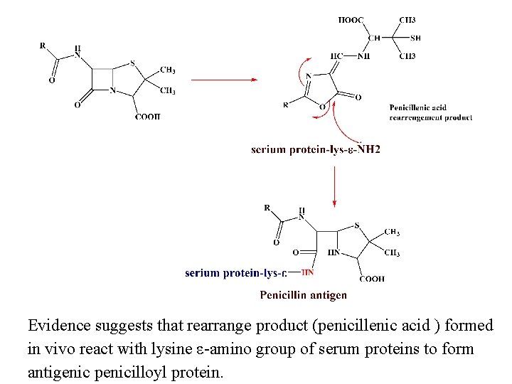 Evidence suggests that rearrange product (penicillenic acid ) formed in vivo react with lysine