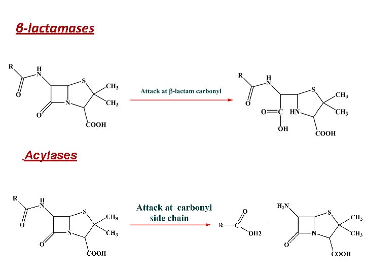 β-lactamases Acylases 