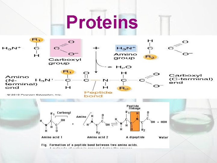 Proteins 