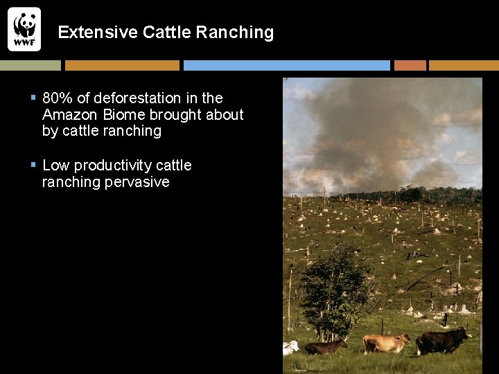Extensive Cattle Ranching § 80% of deforestation in the Amazon Biome brought about by