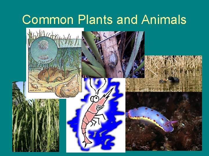 Common Plants and Animals 