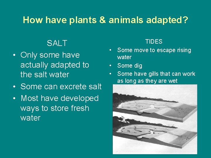 How have plants & animals adapted? SALT • Only some have actually adapted to