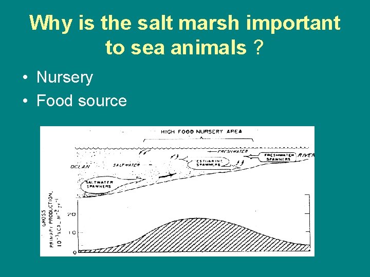 Why is the salt marsh important to sea animals ? • Nursery • Food