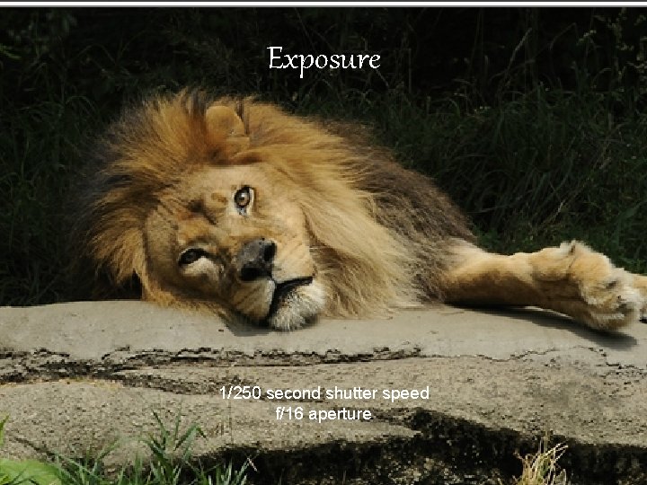 Exposure 1/250 second shutter speed f/16 aperture 