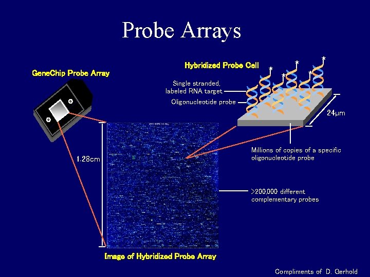 Probe Arrays Gene. Chip Probe Array Hybridized Probe Cell Single stranded, labeled RNA target Probe Arrays Gene. Chip Probe Array Hybridized Probe Cell Single stranded, labeled RNA target