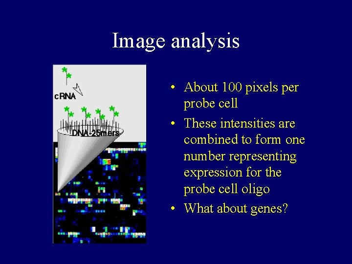 Image analysis • About 100 pixels per probe cell • These intensities are combined Image analysis • About 100 pixels per probe cell • These intensities are combined