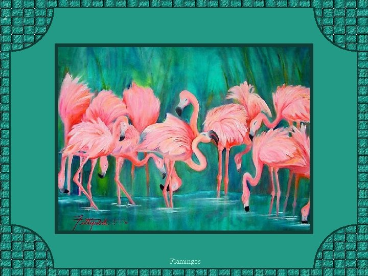 Flamingos 