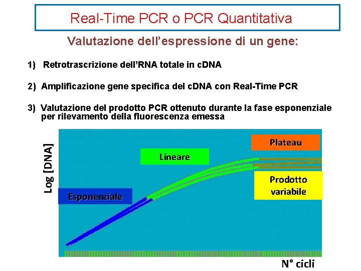 RealTime PCR o PCR Quantitativa Valutazione dellespressione di