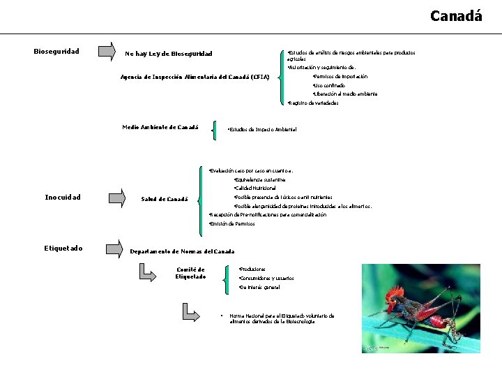 Canadá Bioseguridad No hay Ley de Bioseguridad • Estudios de análisis de riesgos ambientales