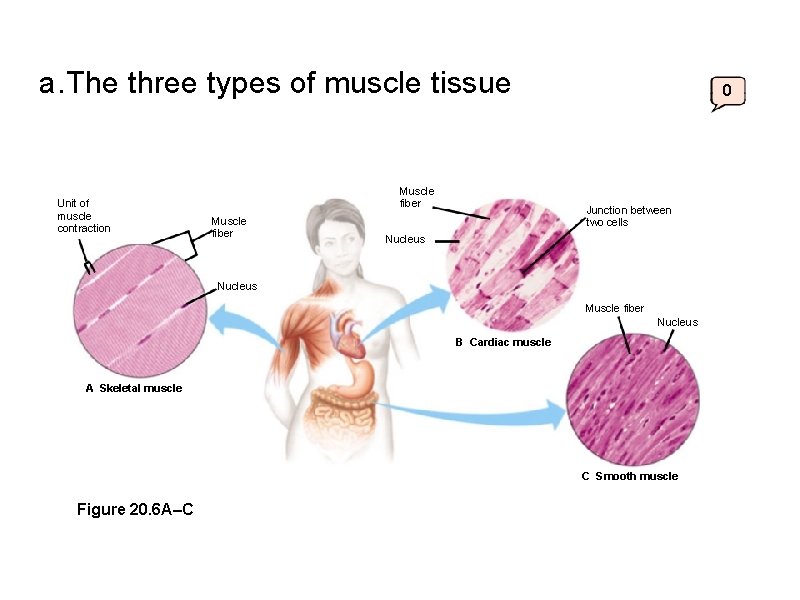 a. The three types of muscle tissue Unit of muscle contraction Muscle fiber 0