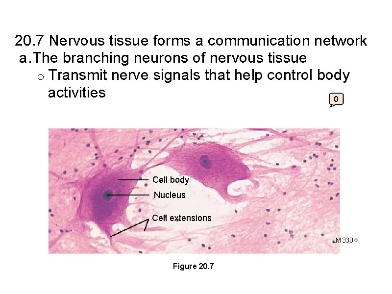 20. 7 Nervous tissue forms a communication network a. The branching neurons of nervous