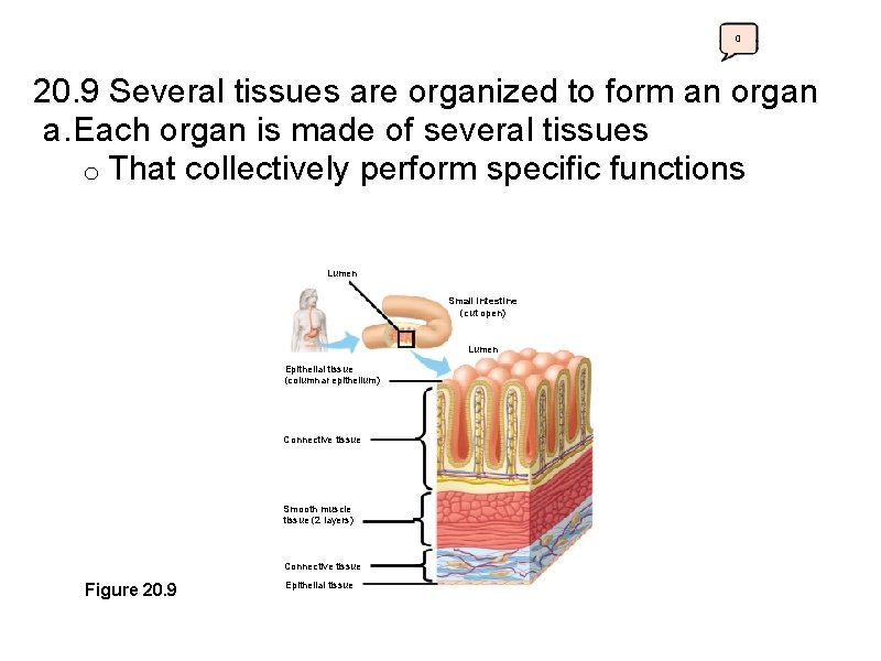 0 20. 9 Several tissues are organized to form an organ a. Each organ