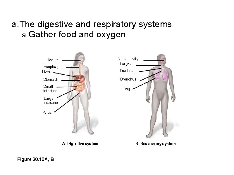 a. The digestive and respiratory systems a. Gather food and oxygen Mouth Esophagus Liver