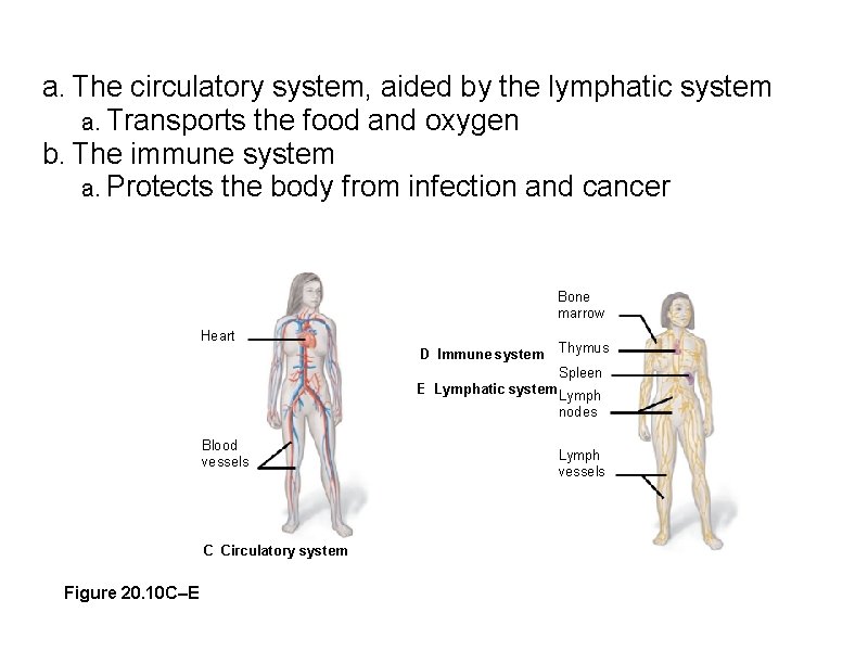 a. The circulatory system, aided by the lymphatic system a. Transports the food and