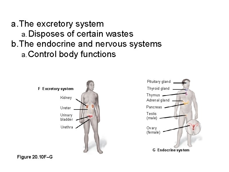 a. The excretory system a. Disposes of certain wastes b. The endocrine and nervous