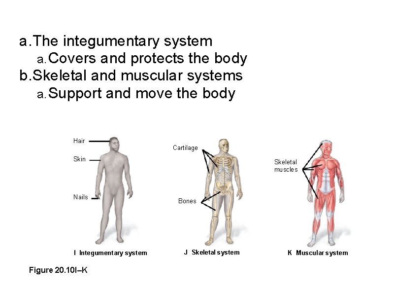 a. The integumentary system a. Covers and protects the body b. Skeletal and muscular