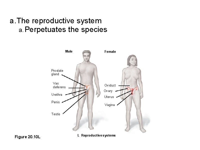 a. The reproductive system a. Perpetuates the species Male Female Prostate gland Vas deferens