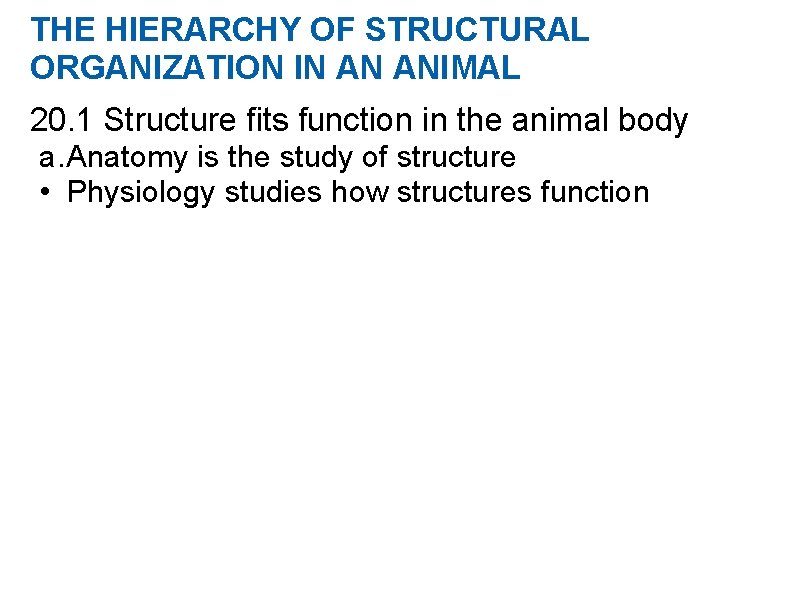 THE HIERARCHY OF STRUCTURAL ORGANIZATION IN AN ANIMAL 20. 1 Structure fits function in