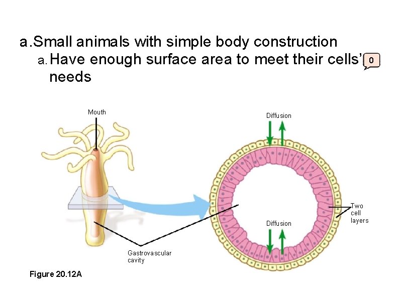 a. Small animals with simple body construction a. Have enough surface area to meet