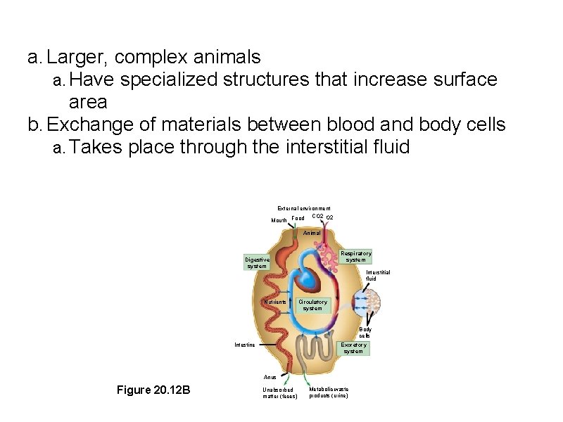 a. Larger, complex animals a. Have specialized structures that increase surface area b. Exchange