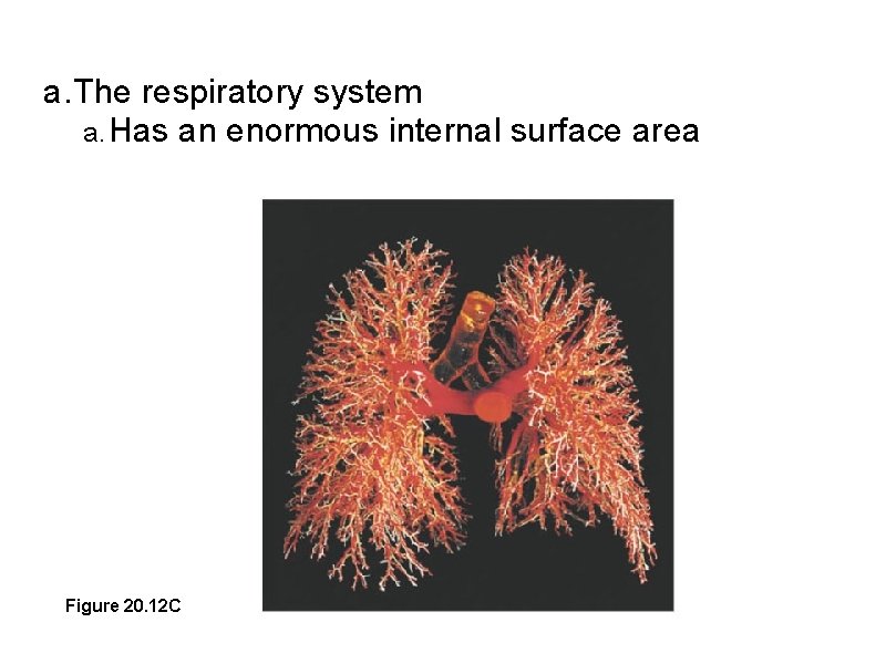 a. The respiratory system a. Has an enormous internal surface area Figure 20. 12