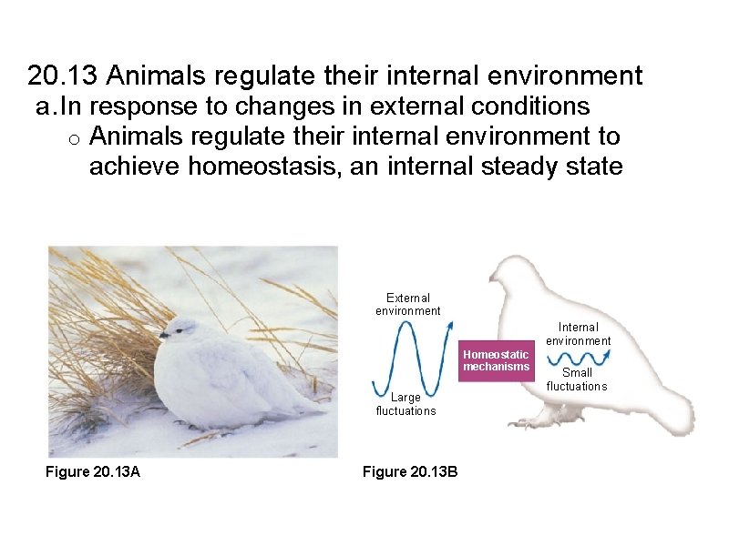 20. 13 Animals regulate their internal environment a. In response to changes in external