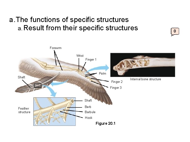 a. The functions of specific structures a. Result from their specific structures Forearm Wrist