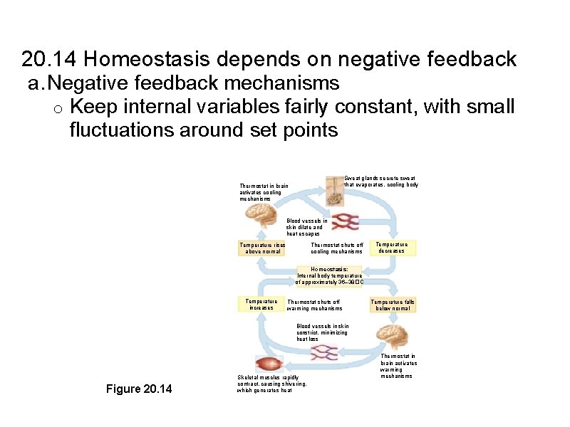 20. 14 Homeostasis depends on negative feedback a. Negative feedback mechanisms o Keep internal