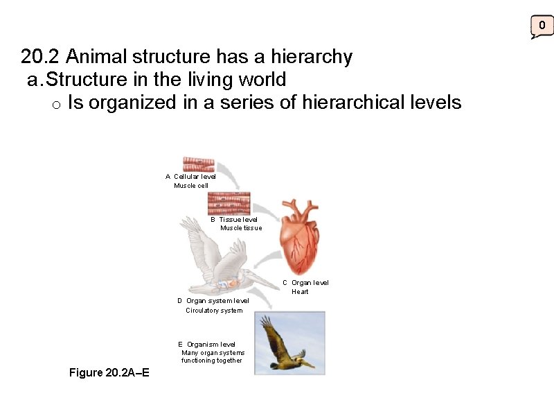 0 20. 2 Animal structure has a hierarchy a. Structure in the living world