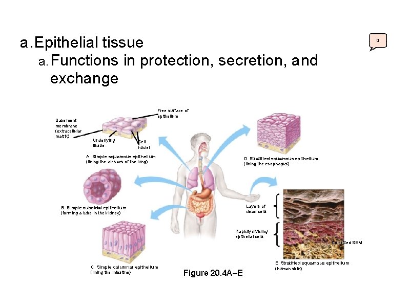 a. Epithelial tissue a. Functions in protection, secretion, and exchange Basement membrane (extracellular matrix)