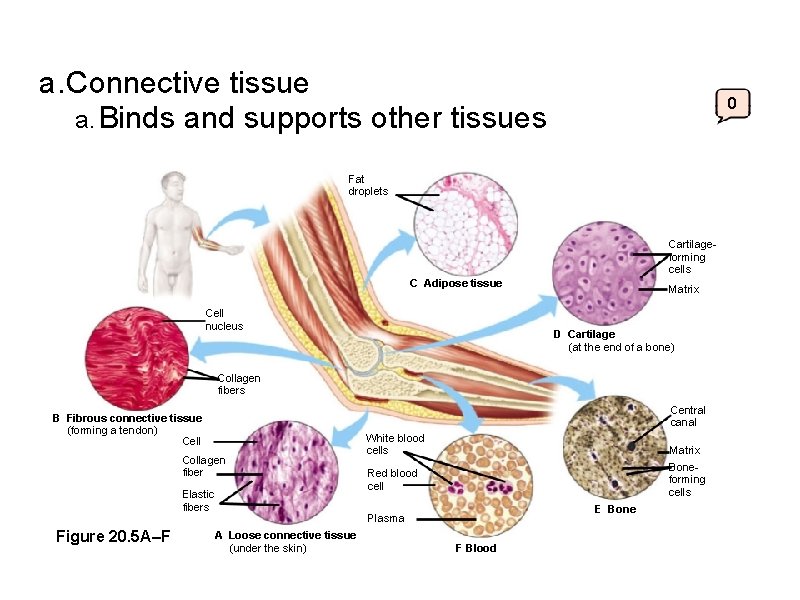 a. Connective tissue a. Binds and supports other tissues 0 Fat droplets Cartilageforming cells