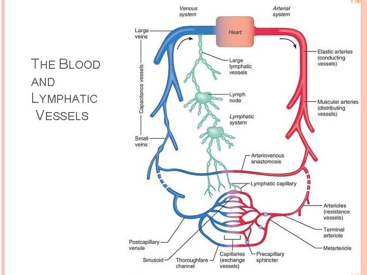 THE BLOOD AND LYMPHATIC VESSELS 
