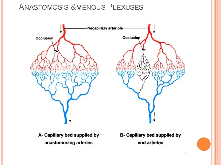 ANASTOMOSIS & VENOUS PLEXUSES 
