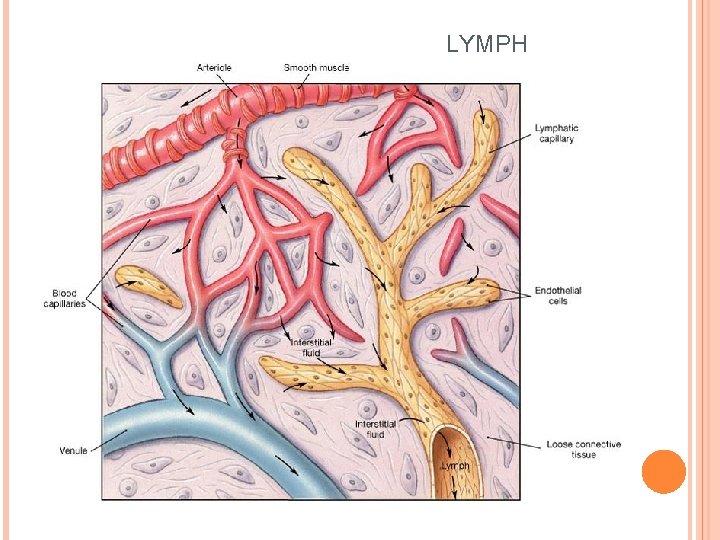 LYMPH 