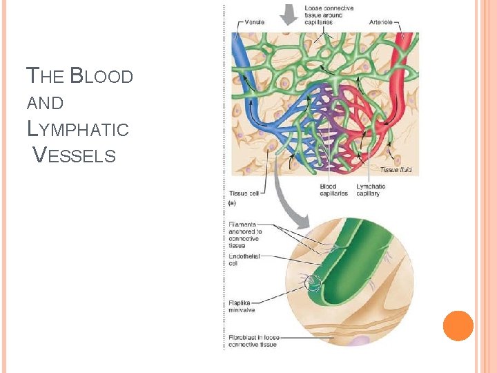 THE BLOOD AND LYMPHATIC VESSELS 
