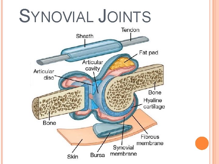 SYNOVIAL JOINTS 