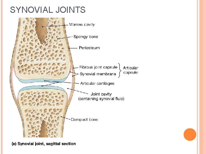 SYNOVIAL JOINTS 