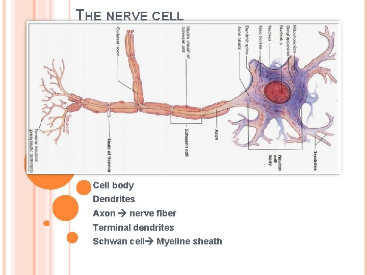 THE NERVE CELL Cell body Dendrites Axon nerve fiber Terminal dendrites Schwan cell Myeline