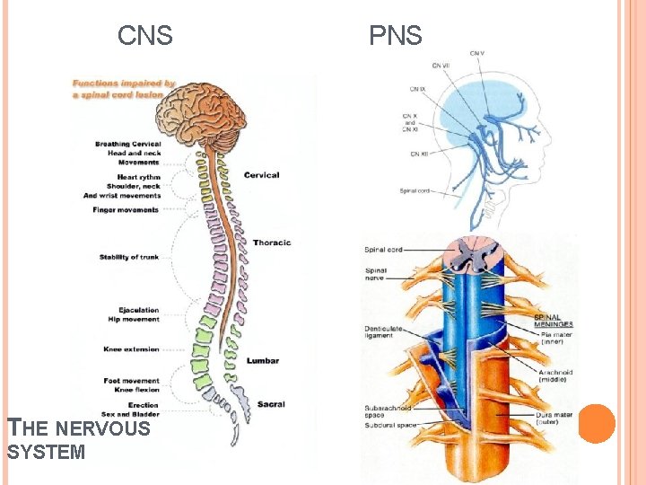 CNS THE NERVOUS SYSTEM PNS 