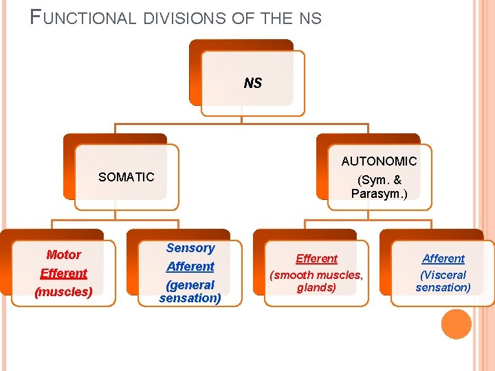 FUNCTIONAL DIVISIONS OF THE NS NS AUTONOMIC SOMATIC Motor Efferent (muscles) (Sym. & Parasym.