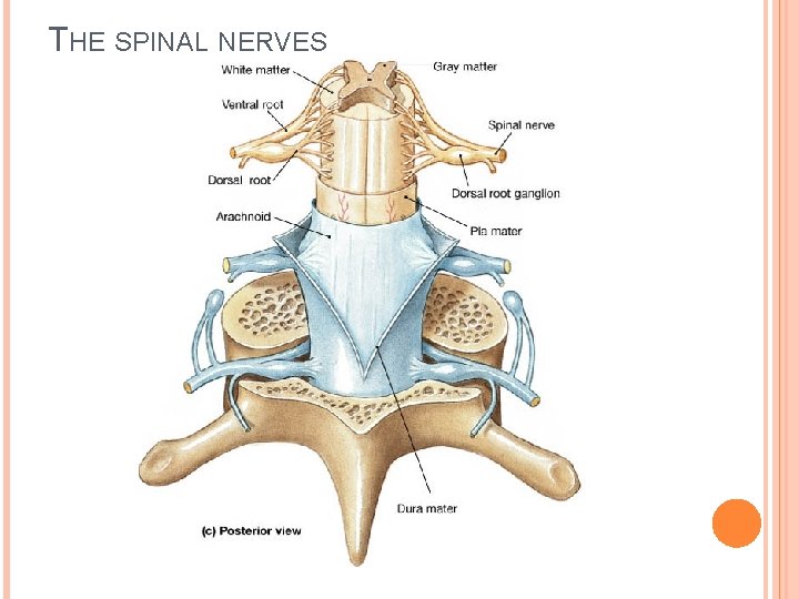 THE SPINAL NERVES 