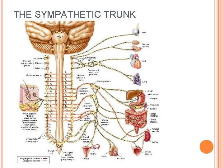 THE SYMPATHETIC TRUNK 