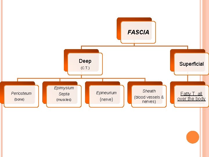 FASCIA Deep Superficial (C. T. ) Epimysium Periosteum (bone) Septa Epineurium (muscles) (nerve) Sheath