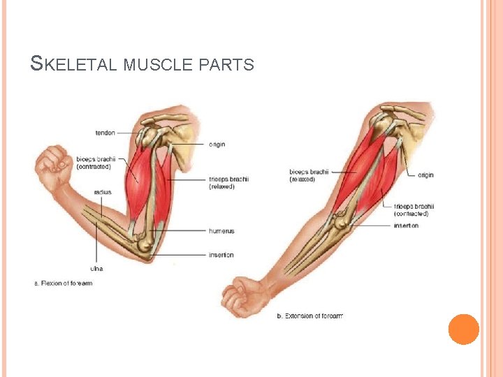 SKELETAL MUSCLE PARTS 