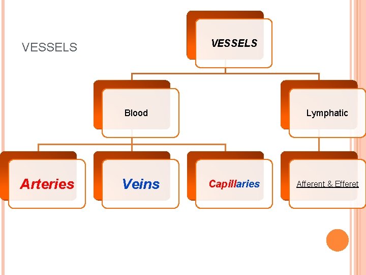 VESSELS Blood Arteries Veins Lymphatic Capillaries Afferent & Efferet 