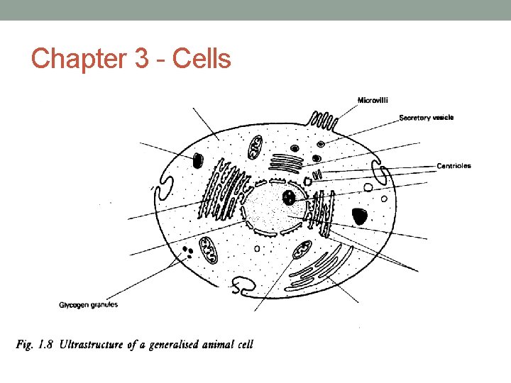 Chapter 3 - Cells 