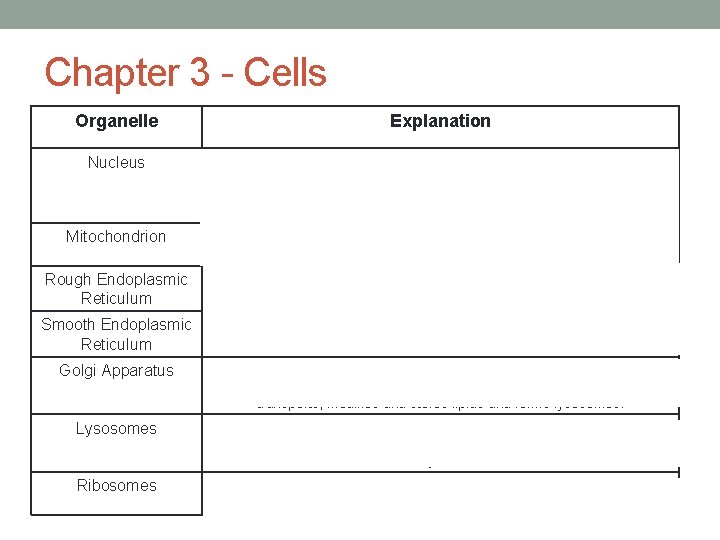 Chapter 3 - Cells Organelle Explanation Nucleus Contains the DNA. Has a nuclear envelope